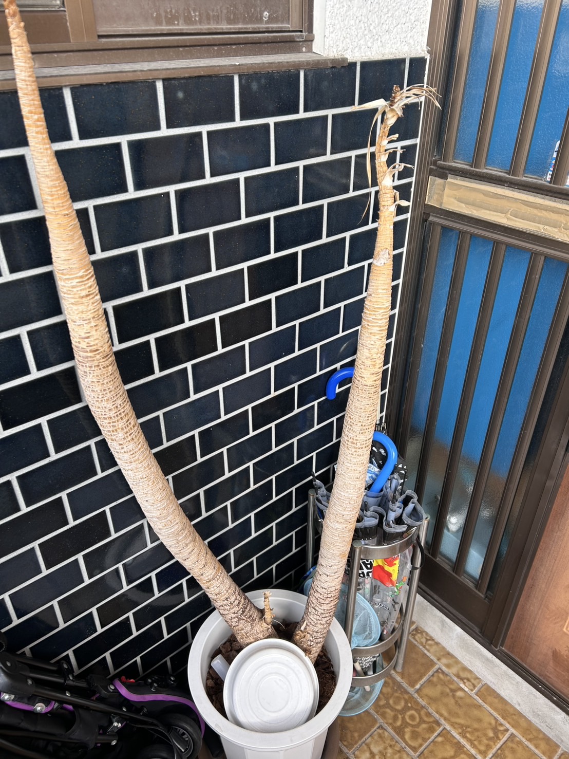 line_oa_chat_260825_191922